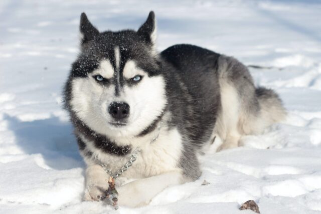 4 Best Dog Weight Loss Supplements for Huskies