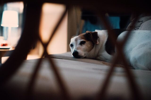 4 Best Dog Weight Loss Supplements for Jack Russells