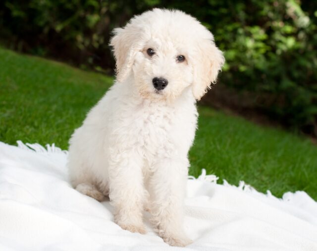4 Best Dog Weight Loss Supplements for Labradoodles