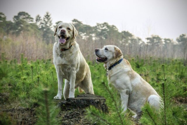 4 Best Dog Weight Loss Supplements for Labs