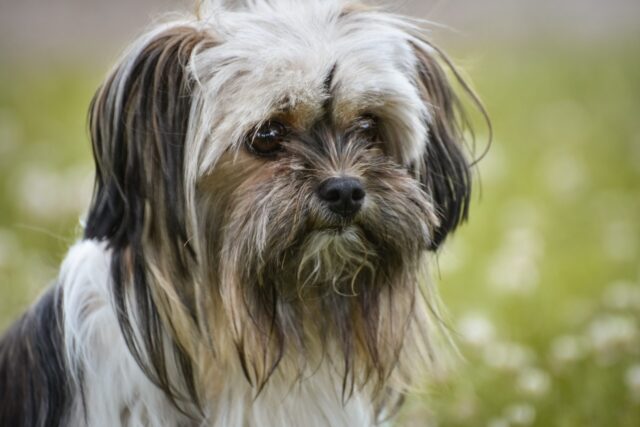 4 Best Dog Weight Loss Supplements for Lhasa Apsos
