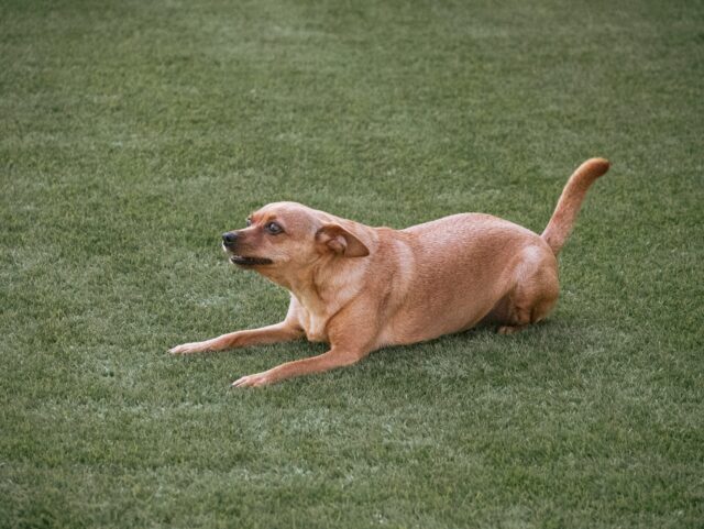 4 Best Dog Weight Loss Supplements for Miniature Pinschers