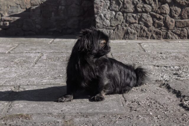 4 Best Dog Weight Loss Supplements for Pekingese