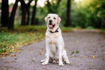 4 Best Tart Cherry Supplements for Dogs