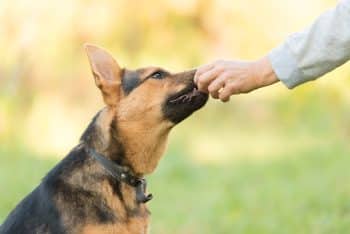 4 Best Tripe Chews for Dogs