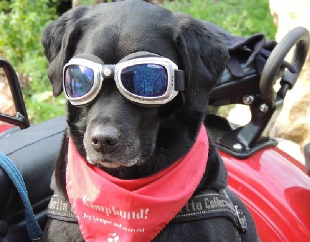 5 Best Cold Laser Therapy Products for Dogs 5 Best Cold Laser Therapy Products for Dogs