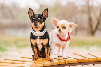 5 Best Tick Collars for Dogs in 2025 5 Best Tick Collars for Dogs in 2025