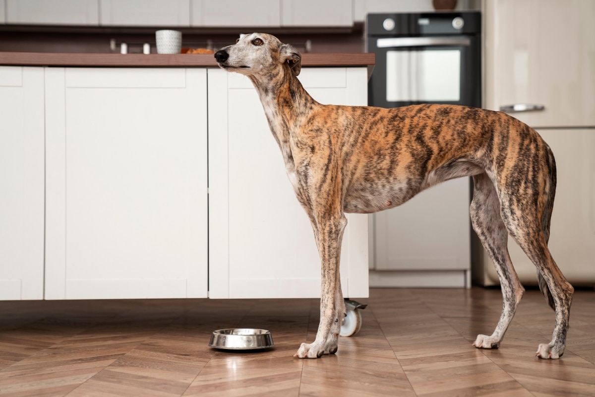 6 Best Canned Dog Foods 6 Best Canned Dog Foods