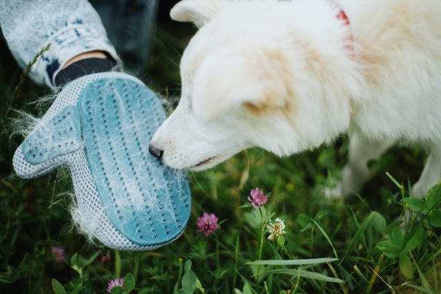 6 Best Dog Grooming Gloves