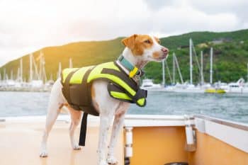 6 Best Life Jackets for Dogs 6 Best Life Jackets for Dogs