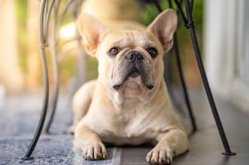 6 Best Single Ingredient Dog Treats 6 Best Single Ingredient Dog Treats