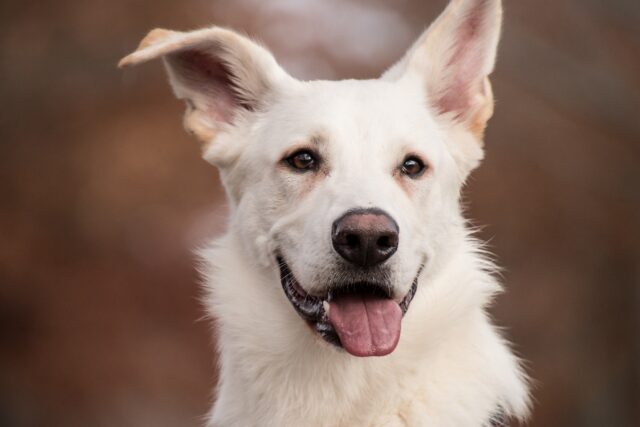 6 Best Tear Stain Supplements For Dogs 6 Best Tear Stain Supplements For Dogs