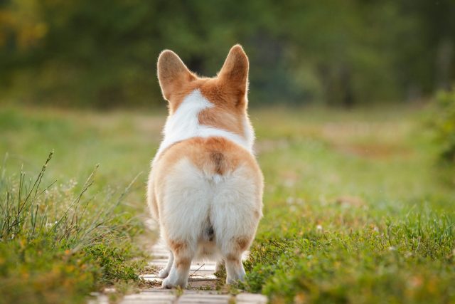 7 Best Anal Gland Supplements for Dogs 7 Best Anal Gland Supplements for Dogs