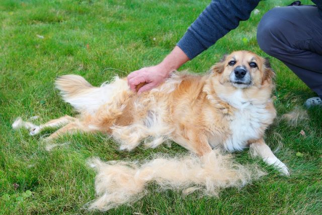 7 Best Dog Deshedding Tools of 2025 7 Best Dog Deshedding Tools of 2025