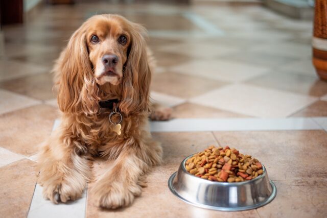7 Best Dog Food Options For Picky Eaters – 2025