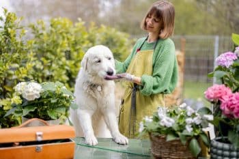 7 Best Dog Treat Holders