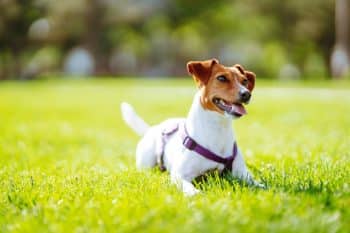 7 Best Durable Dog Balls