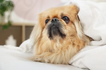 7 Best Ear Cleaners & Wipes for Dogs