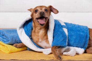 7 Best Flea and Tick Shampoos for Dogs