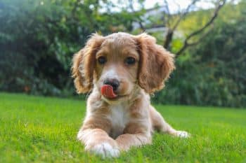7 Best Lick Mats for Dogs