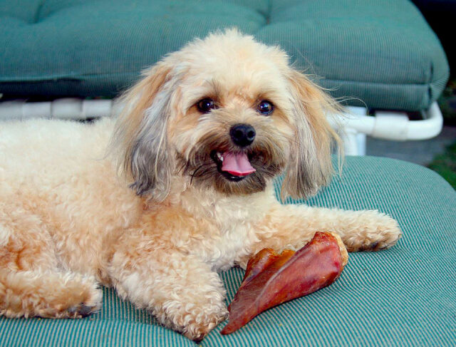7 Best Pig Ears for Dogs 7 Best Pig Ears for Dogs