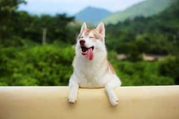 7 Best Portable Playpens for Dogs