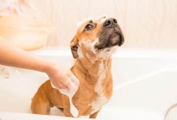 7 Best Whitening Shampoos for White Dogs 7 Best Whitening Shampoos for White Dogs