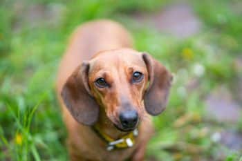 8 Best Biotin Supplements for Dogs