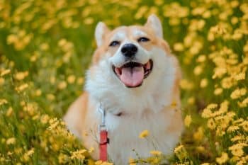 8 Best Dog Carrier Backpacks
