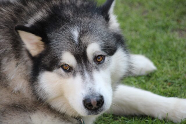 8 Best Eye Supplements for Alaskan Malamutes