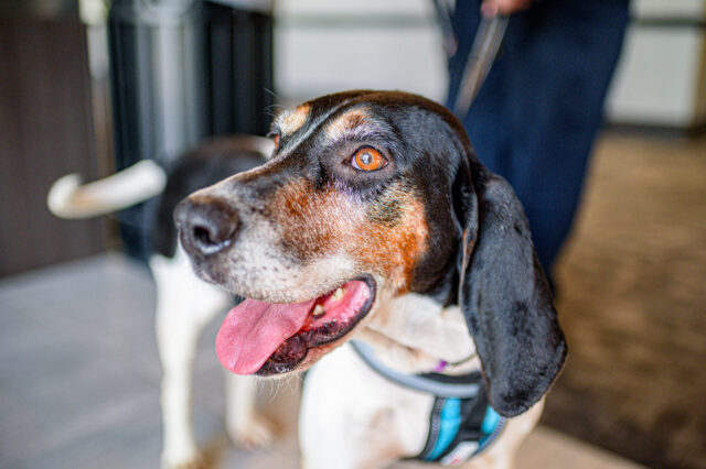 8 Best Eye Supplements for American English Coonhounds
