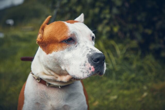 8 Best Eye Supplements for American Staffordshire Terriers