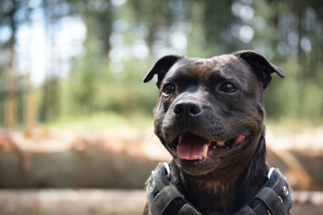 8 Best Eye Supplements for Staffordshire Bull Terriers