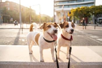 8 Best Milk Thistle Supplements for Dogs 8 Best Milk Thistle Supplements for Dogs