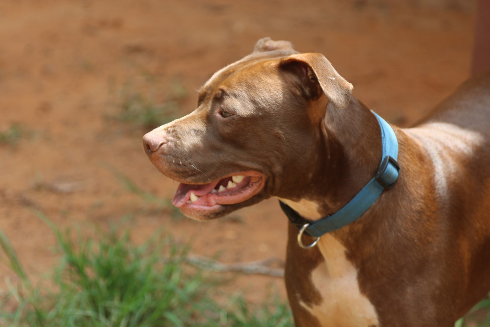 8 Sure-Fire Ways to Calm Your Pitbull’s Anxiety