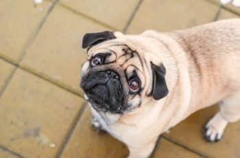 8 Sure-Fire Ways to Calm Your Pug’s Anxiety