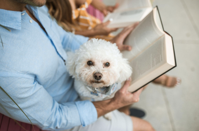 9 Best Allergy Supplements For Dogs 9 Best Allergy Supplements For Dogs