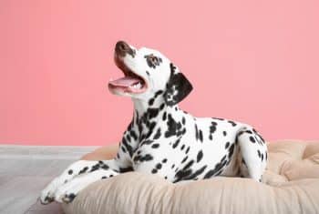 9 Best Collagen Supplement for Dogs 9 Best Collagen Supplement for Dogs