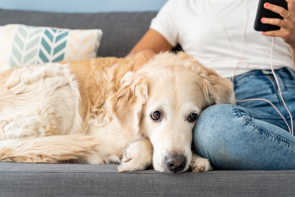 9 Best Dog Foods for Liver Disease