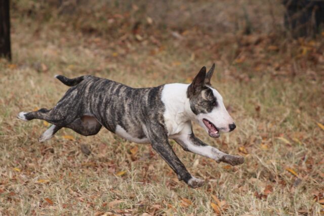 9 Best Smart Dog Feeders for Bull Terriers in 2025