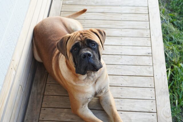 9 Best Smart Dog Feeders for Bullmastiffs in 2025