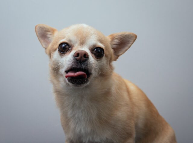 9 Best Smart Dog Feeders for Chihuahuas in 2025