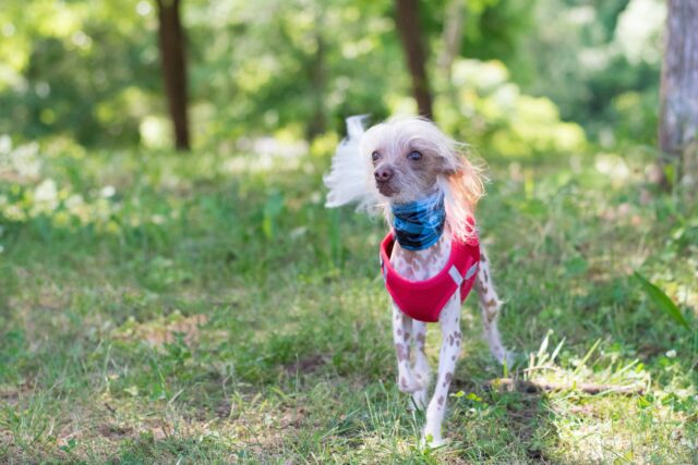 9 Best Smart Dog Feeders for Chinese Cresteds in 2025