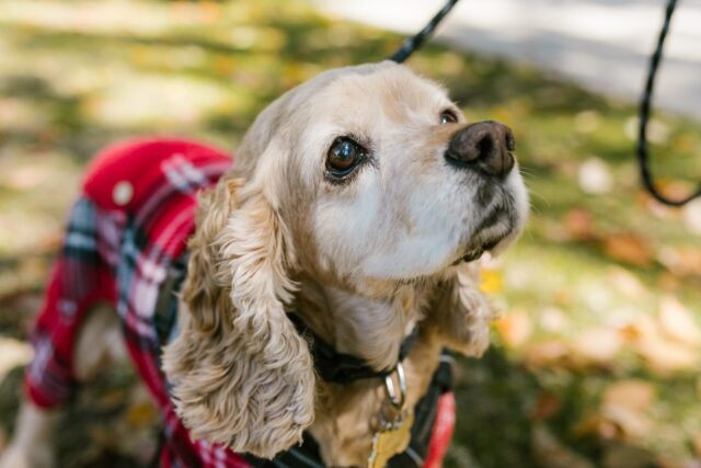9 Best Smart Dog Feeders for Cocker Spaniels in 2025