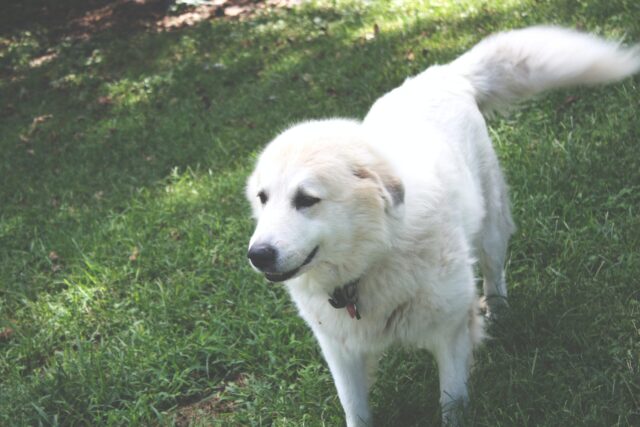 9 Best Smart Dog Feeders for Great Pyrenees in 2025