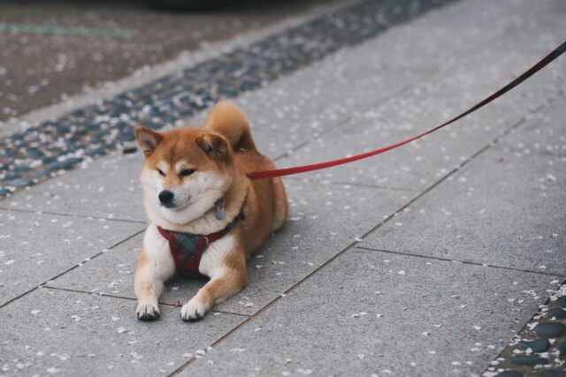 9 Best Smart Dog Feeders for Shiba Inus in 2025
