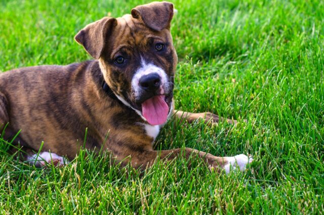 9 Best Smart Dog Feeders for Staffordshire Bull Terriers in 2025