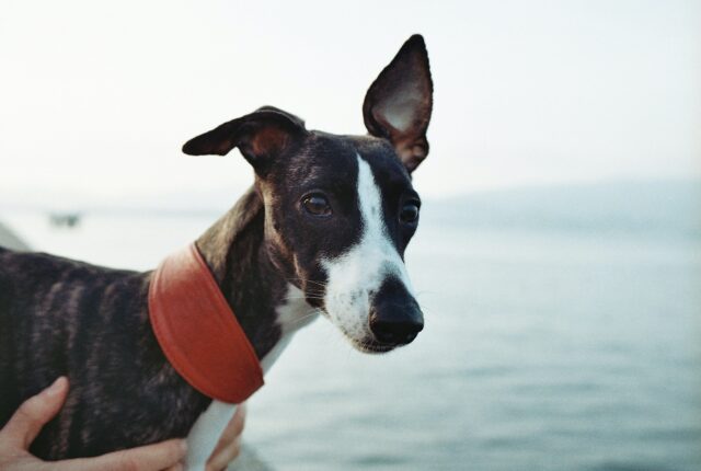 9 Best Smart Dog Feeders for Whippets in 2025
