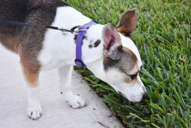 9 Best Stool Eating Deterrents For Dogs 9 Best Stool Eating Deterrents For Dogs