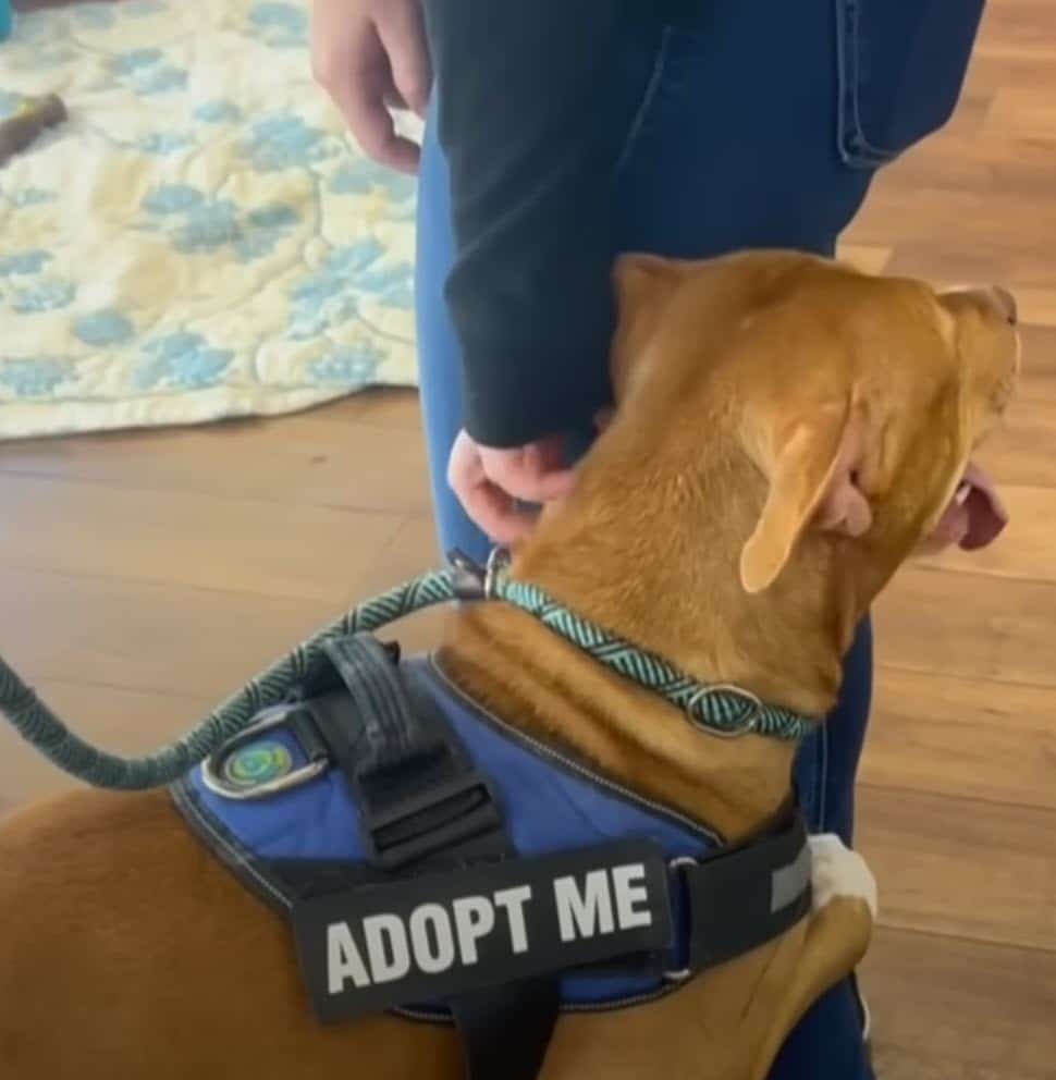 Abandoned Dog Clings to Shoppers at Supermarket, Begs for Adoption